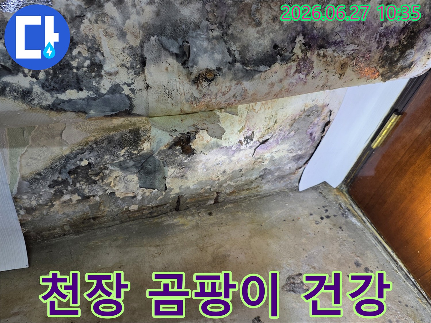 누수로 인해 천장 벽지가 심하게 벗겨지고-검은 곰팡이가 광범위하게 퍼져있는 모습입니다
