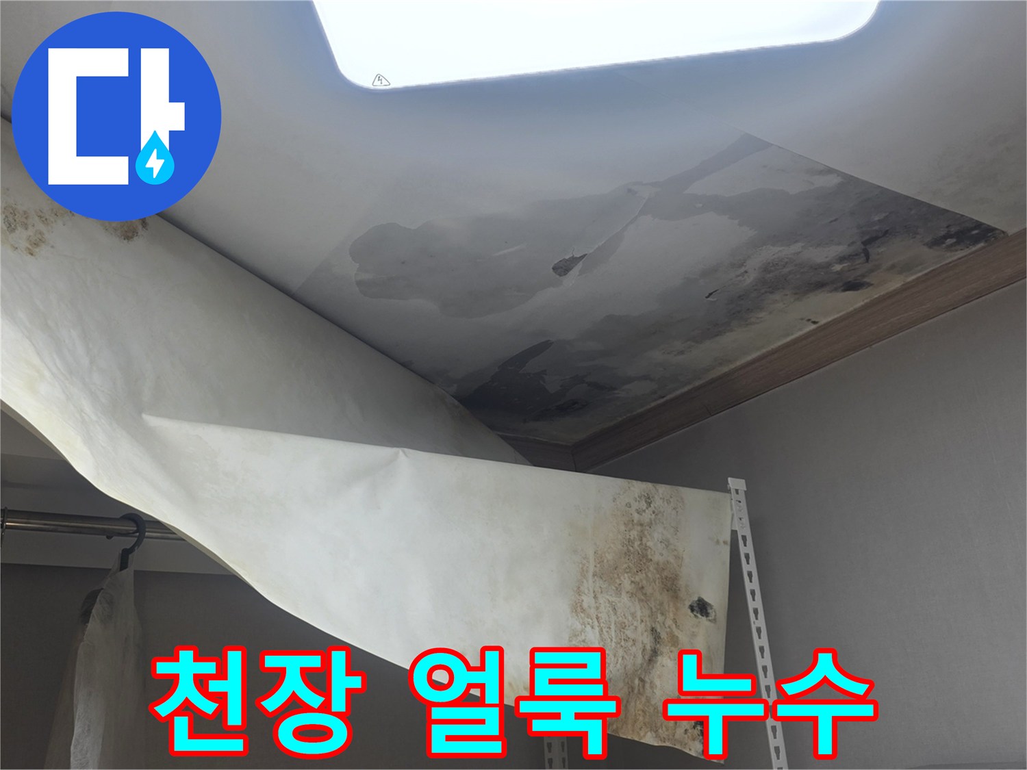 천장 벽지에 물이 새서-얼룩이 지고-곰팡이가 번식한-누수 현장입니다
