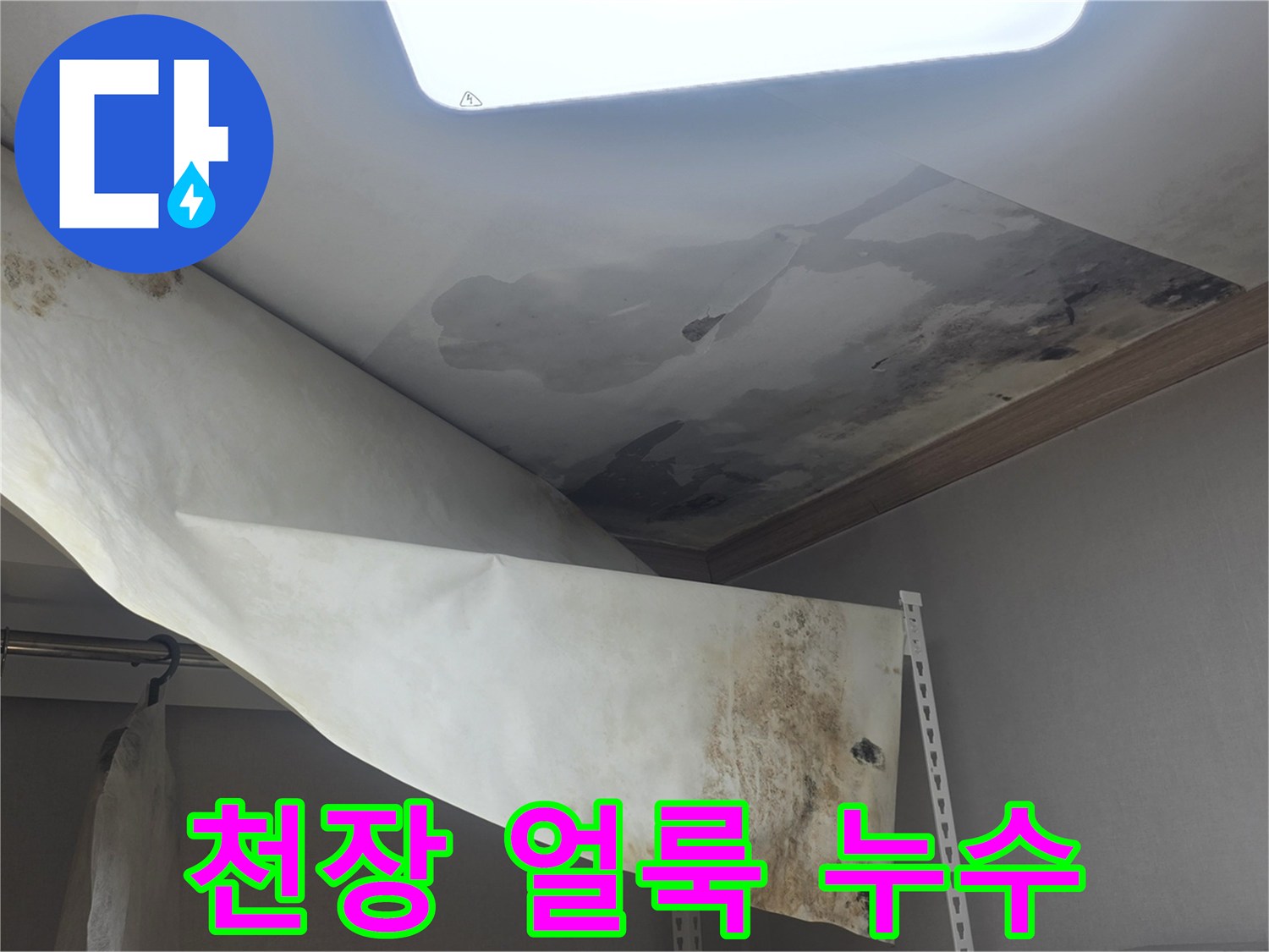천장 벽지에 물이 새서-얼룩이 지고-곰팡이가 번식한-누수 현장입니다