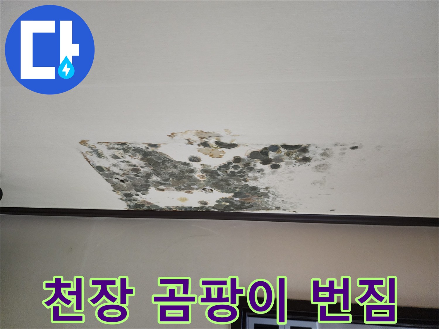 넓게 퍼진 천장 곰팡이와 물샘 흔적의 모습