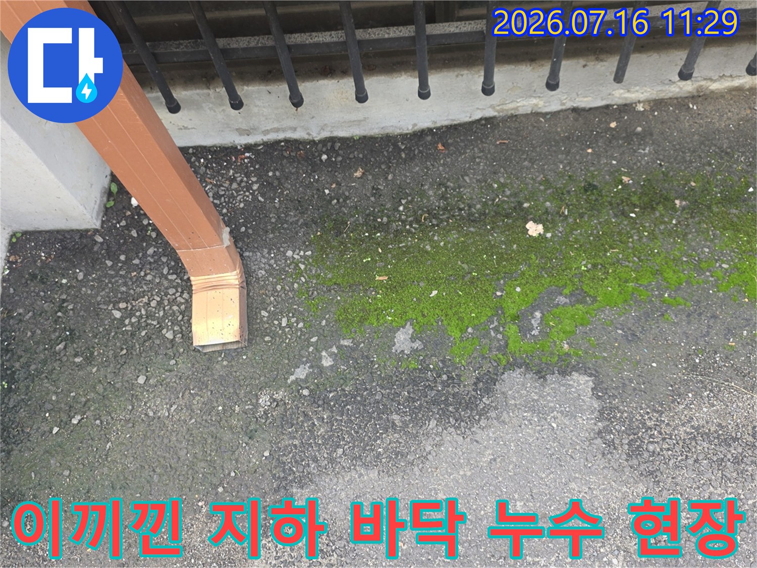 녹색 이끼와 물기가 고인 지하 현관 바닥과 우수관 주변 모습