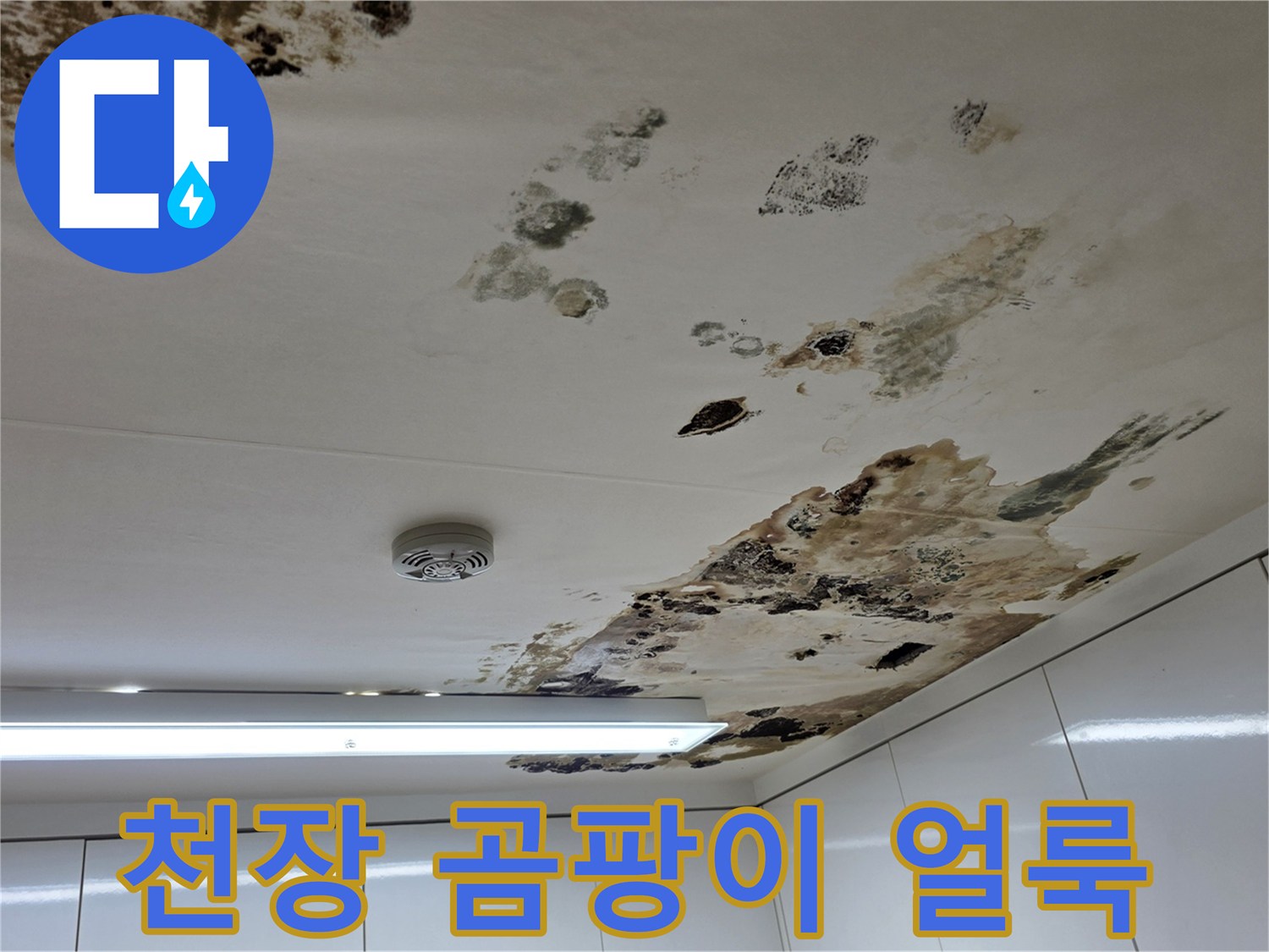 천장 석고보드에 발생한 심한 곰팡이와 물샘 흔적