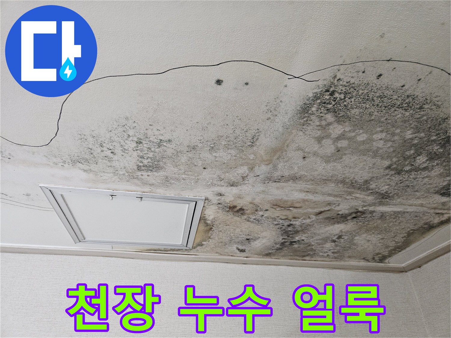 훼손된 주방 천장-누수로 인해 발생한 심각한 곰팡이 오염