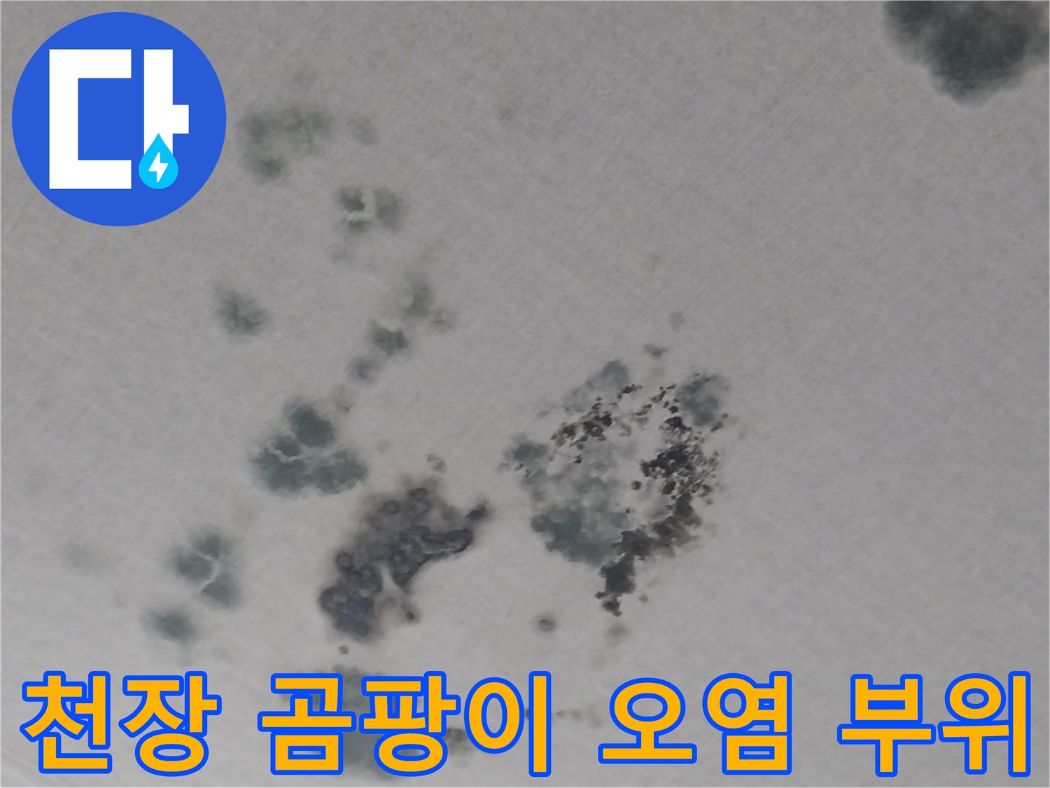 하얀 벽지에 대조되는 검은색 곰팡이와 물에 젖은 얼룩들