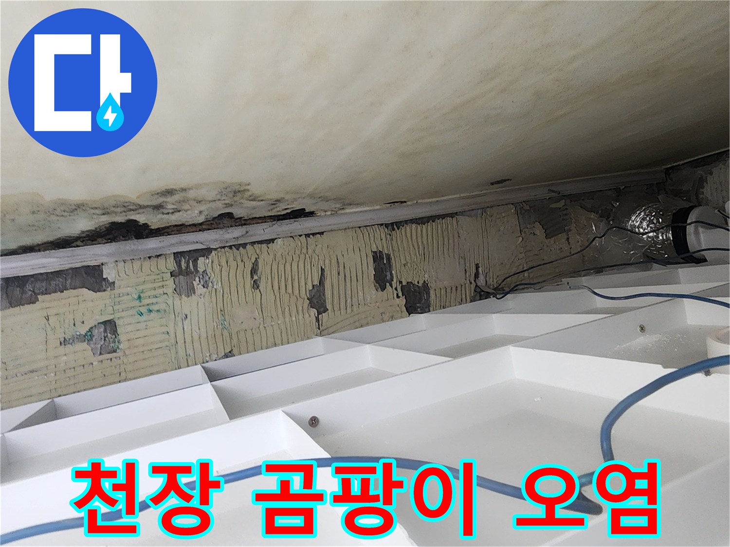 오염된-천장-슬라브-및-곰팡이가-발생한-현장-사진