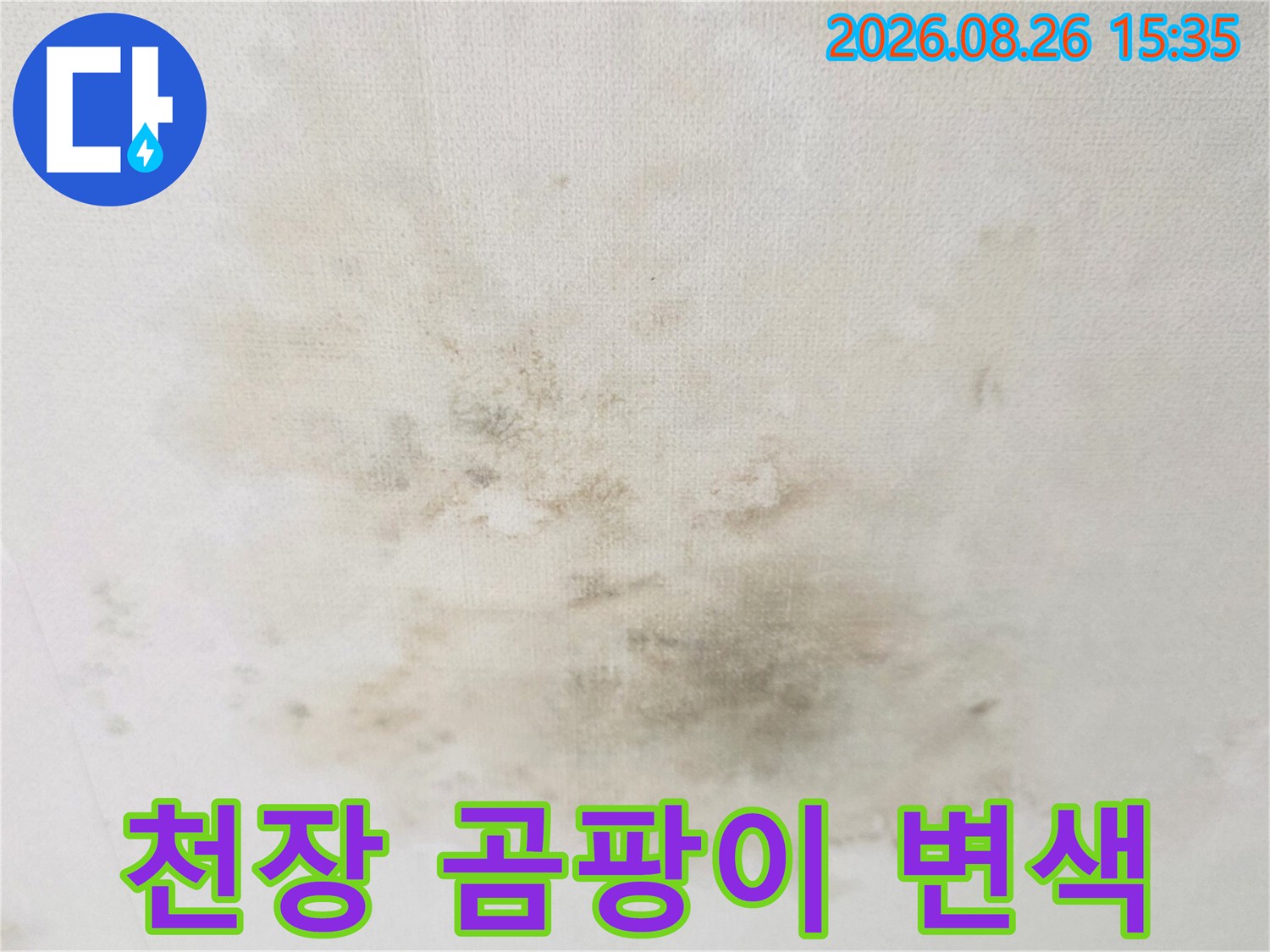 천장 도배지 곳곳에 나타난 어두운 색상의 곰팡이와 습기 흔적
