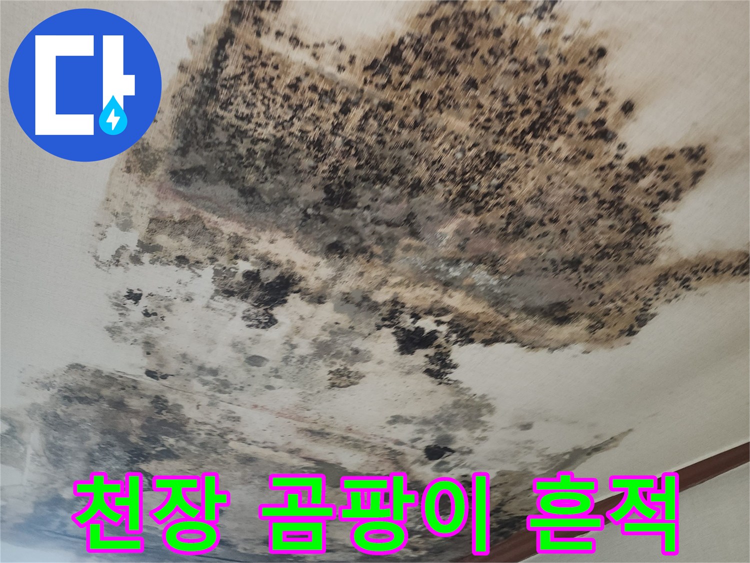 성북구 거실 천장 벽지에 발생한 심한 곰팡이와 오염 상태