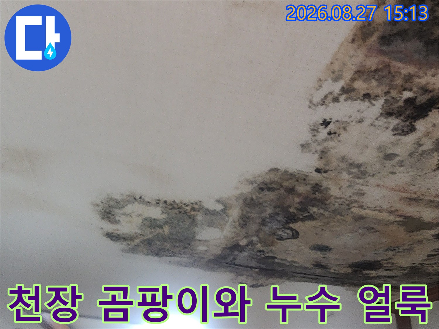 성북구 현장-천장 벽지에 번진 심각한 곰팡이와 누수 흔적