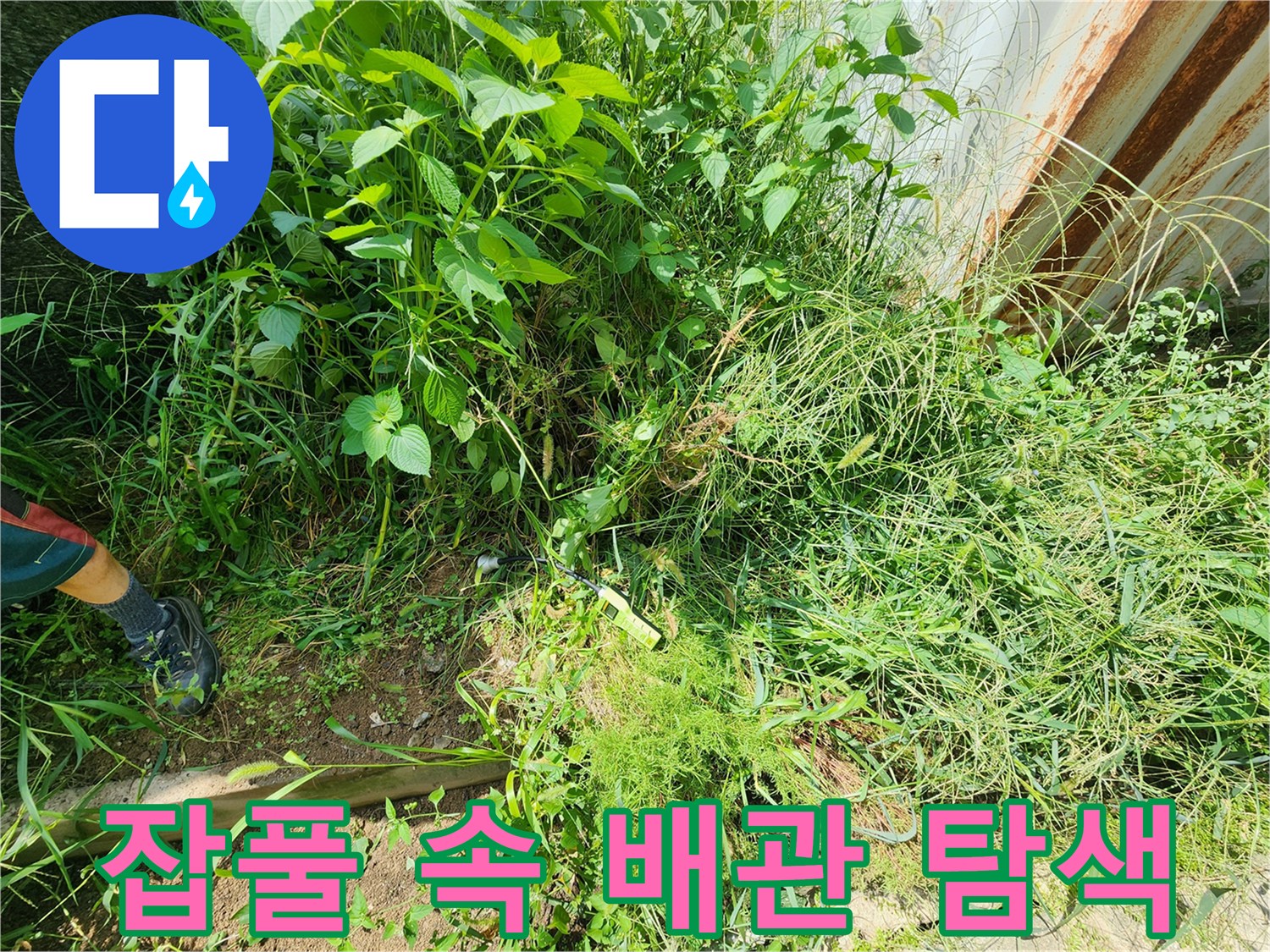 배관 주변의 무성한 식생-누수 지점을 찾기 위한 정밀 조사