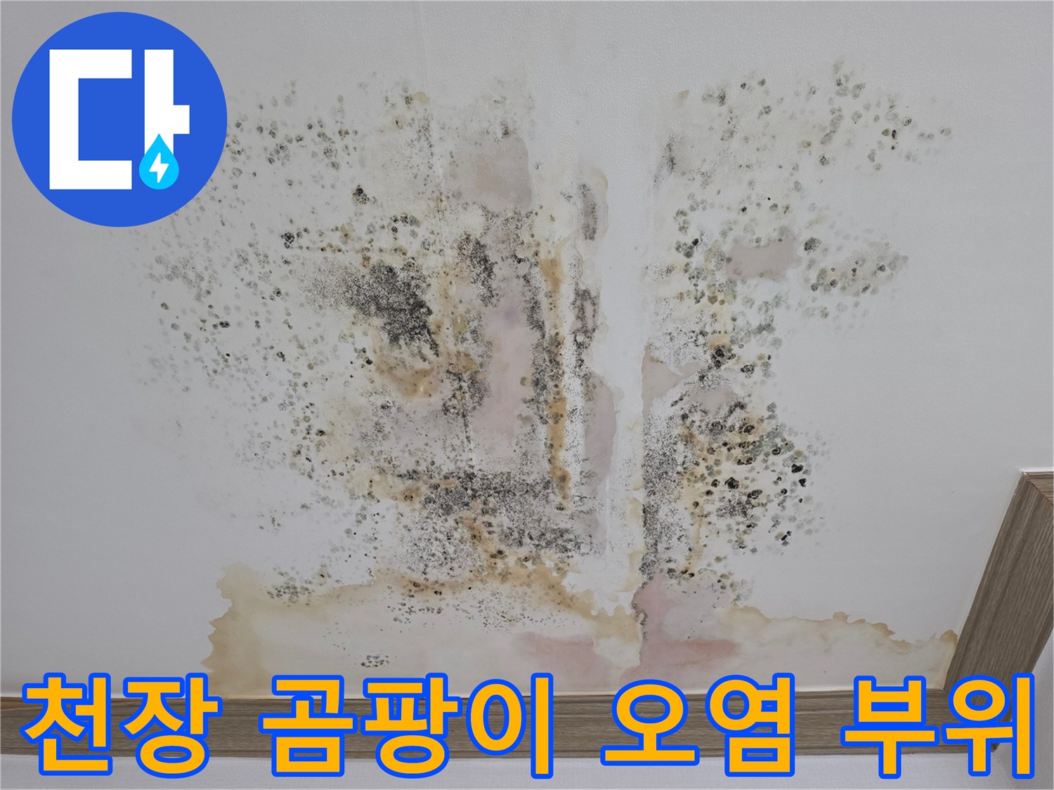 넓은 면적에 퍼진 누수 얼룩과 검은 곰팡이가 있는 천장 모습