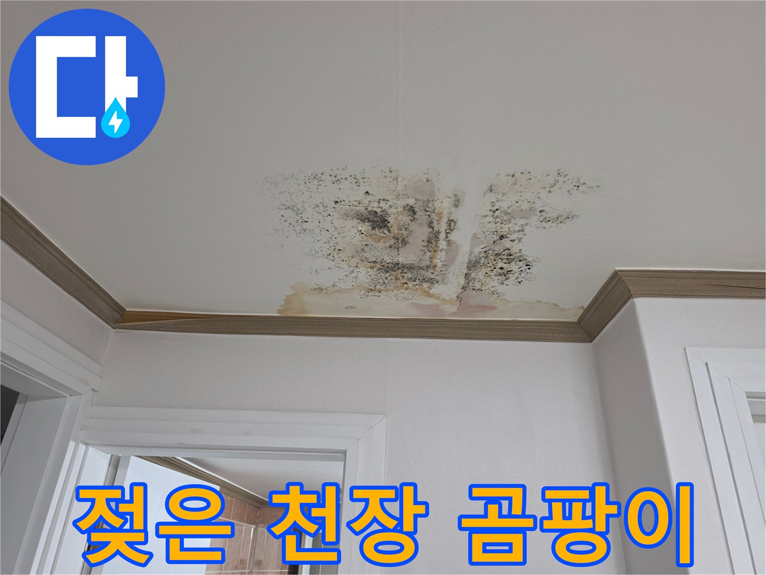 심하게 변색된 천장 벽지와 넓게 퍼진 곰팡이 균락