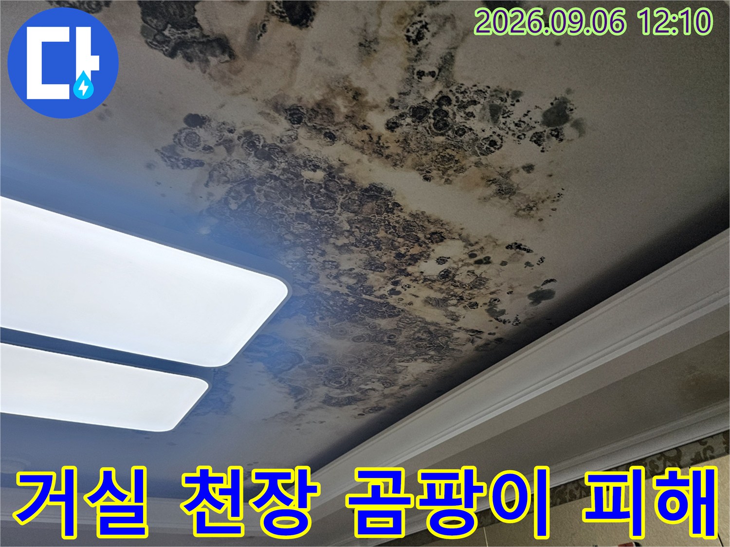 심하게 오염된 거실 천장의 누수 흔적과 곰팡이 상태
