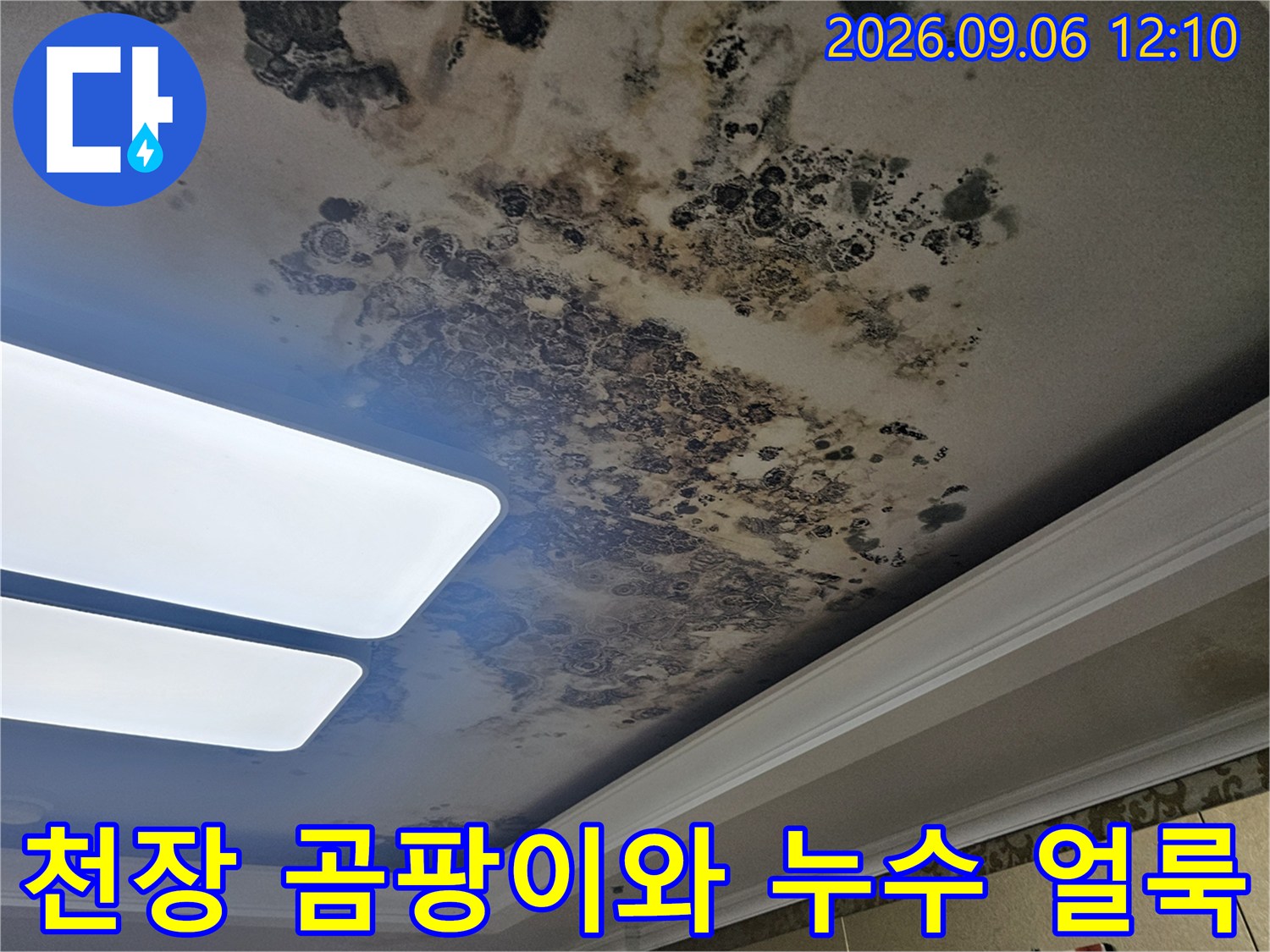 은평구 대조로 아파트 거실 천장의 심한 곰팡이와 누수 흔적 현황