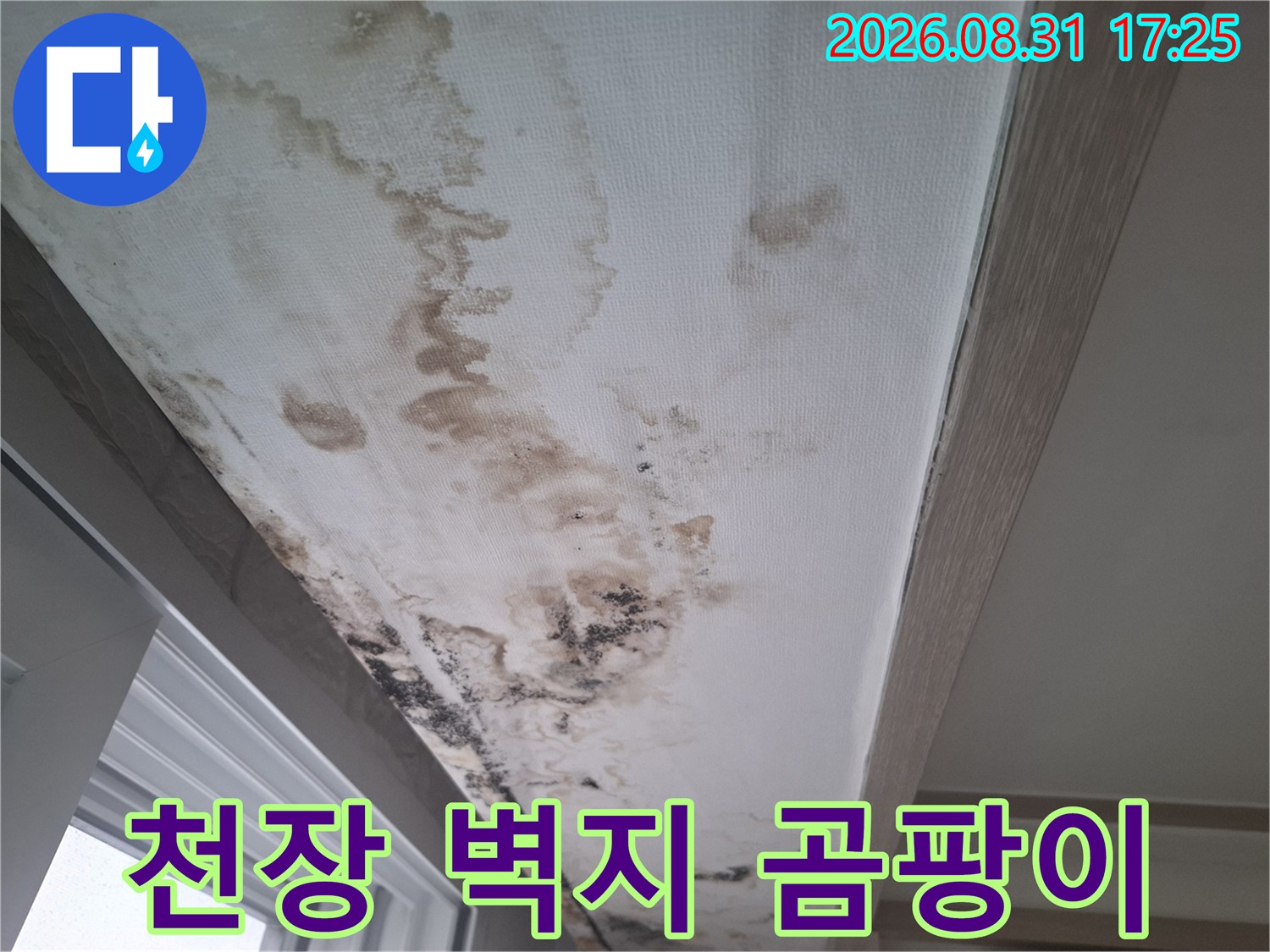 물기가 스며들어 변색된 천장 벽지와 곳곳에 번진 곰팡이 흔적