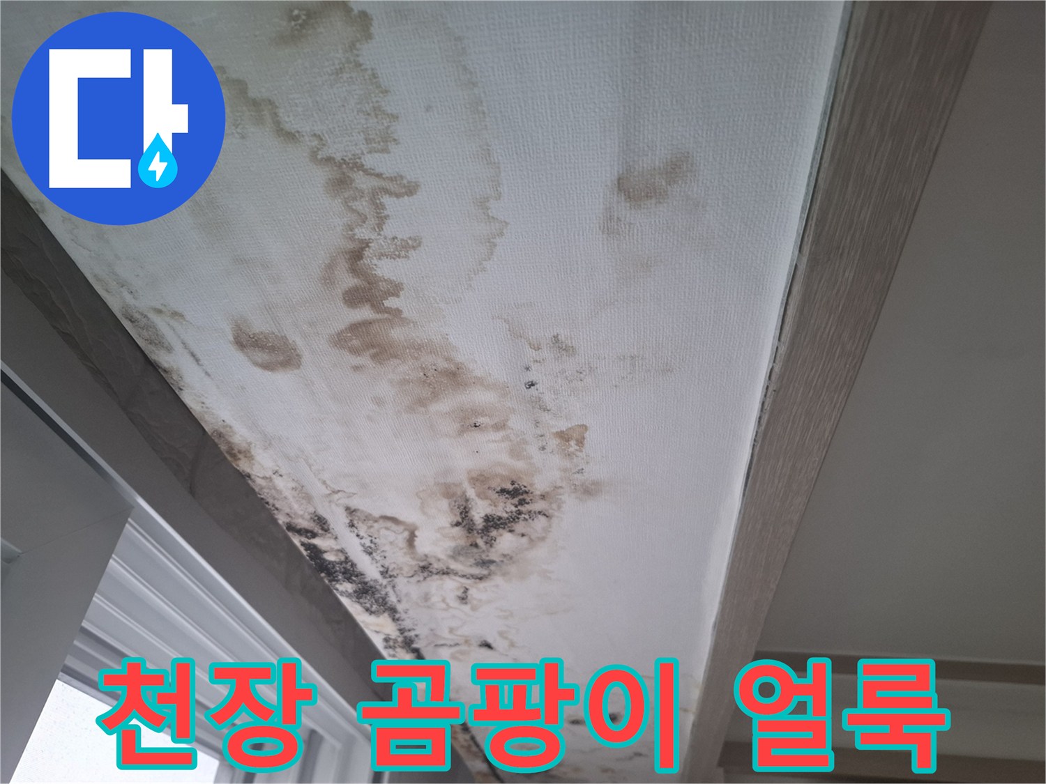 아파트 거실 천장 벽지에 발생한 넓은 범위의 곰팡이와 물 얼룩 상태입니다.