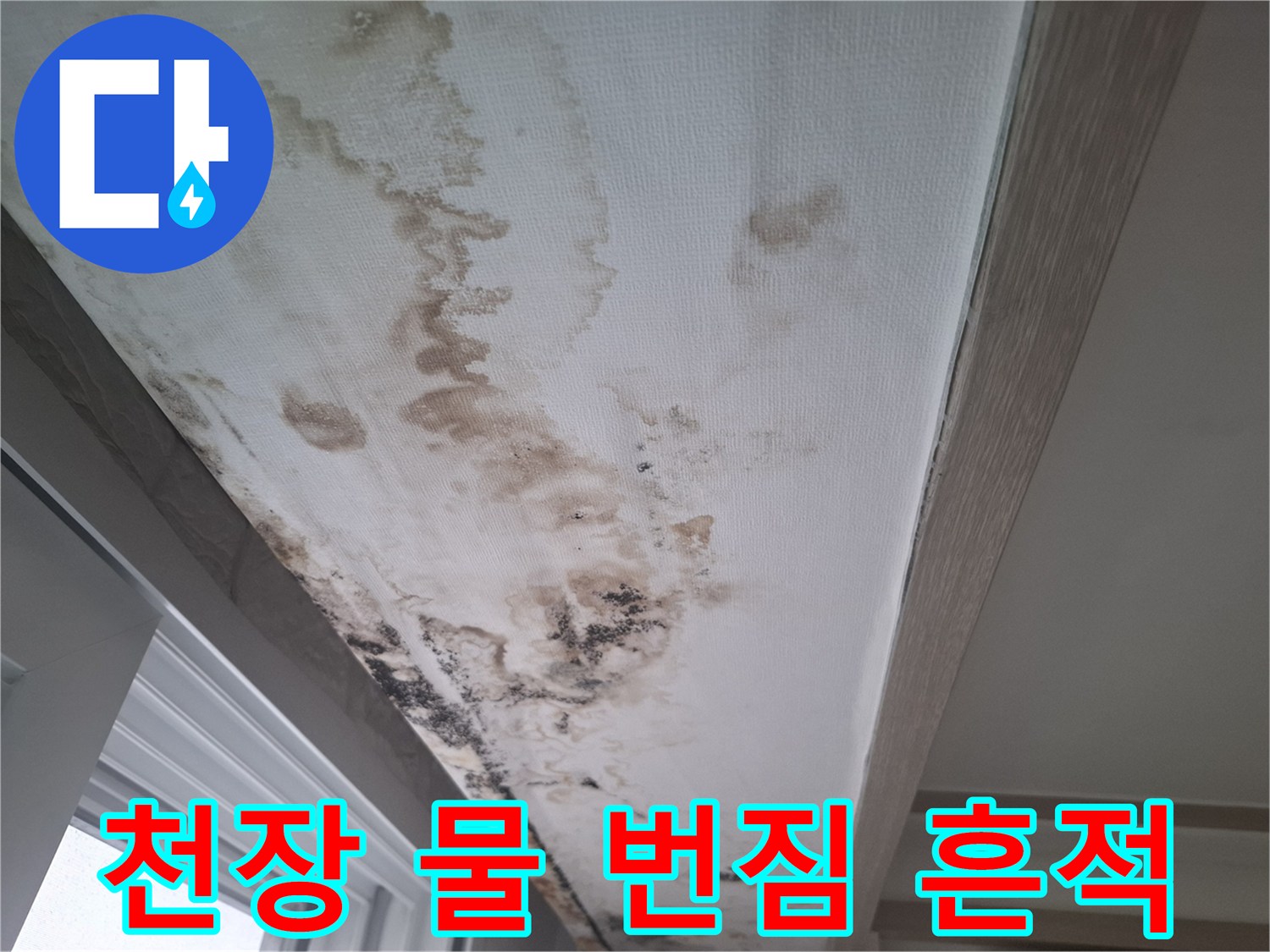천장 벽지 곳곳에 나타난 불규칙한 물 얼룩과 곰팡이 증상입니다.