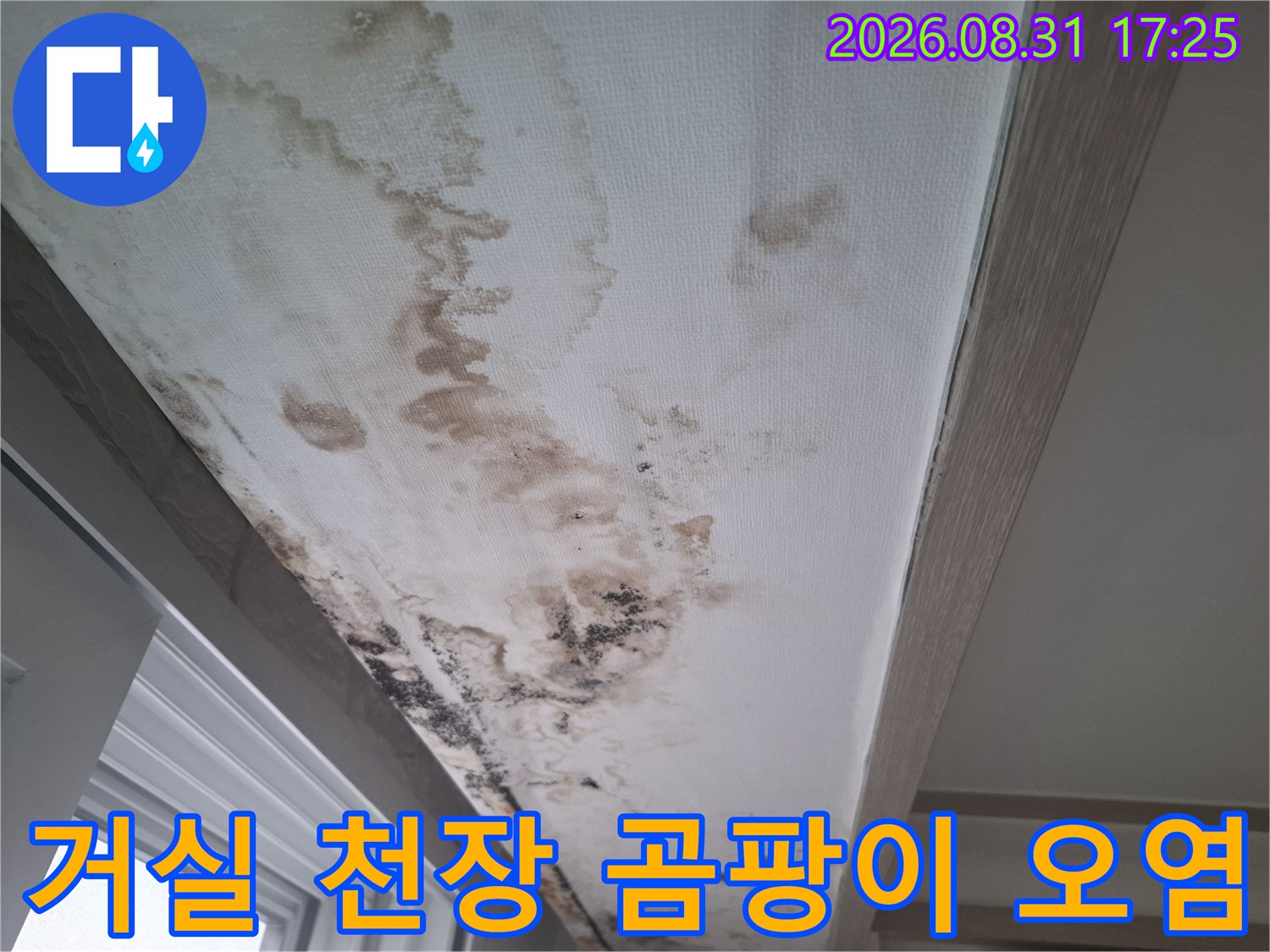 천장 벽지를 따라 넓게 퍼진 갈색 물 얼룩과 곰팡이 발생 부위
