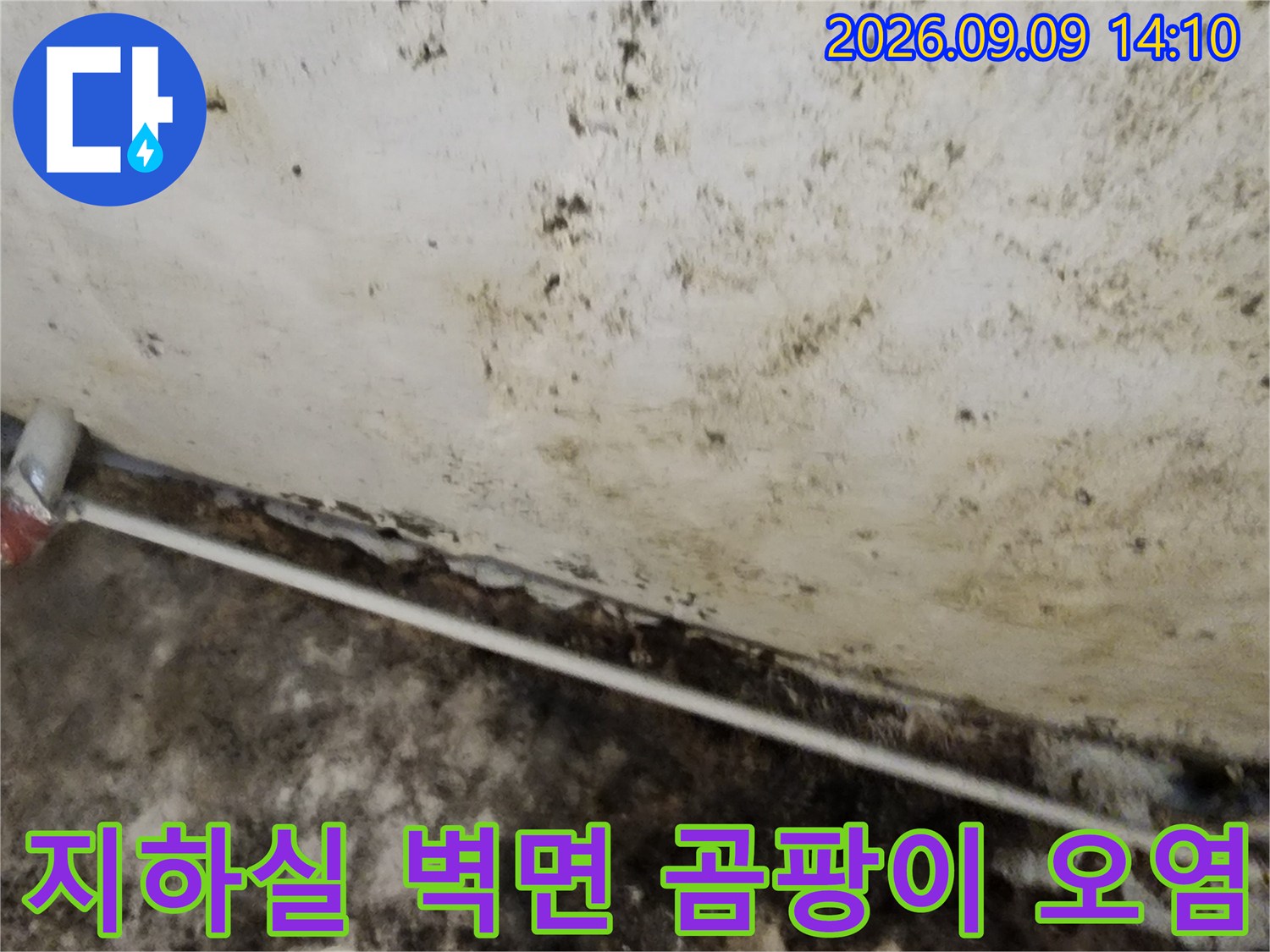 곰팡이가 넓게 퍼진 지하실 천장과 벽면