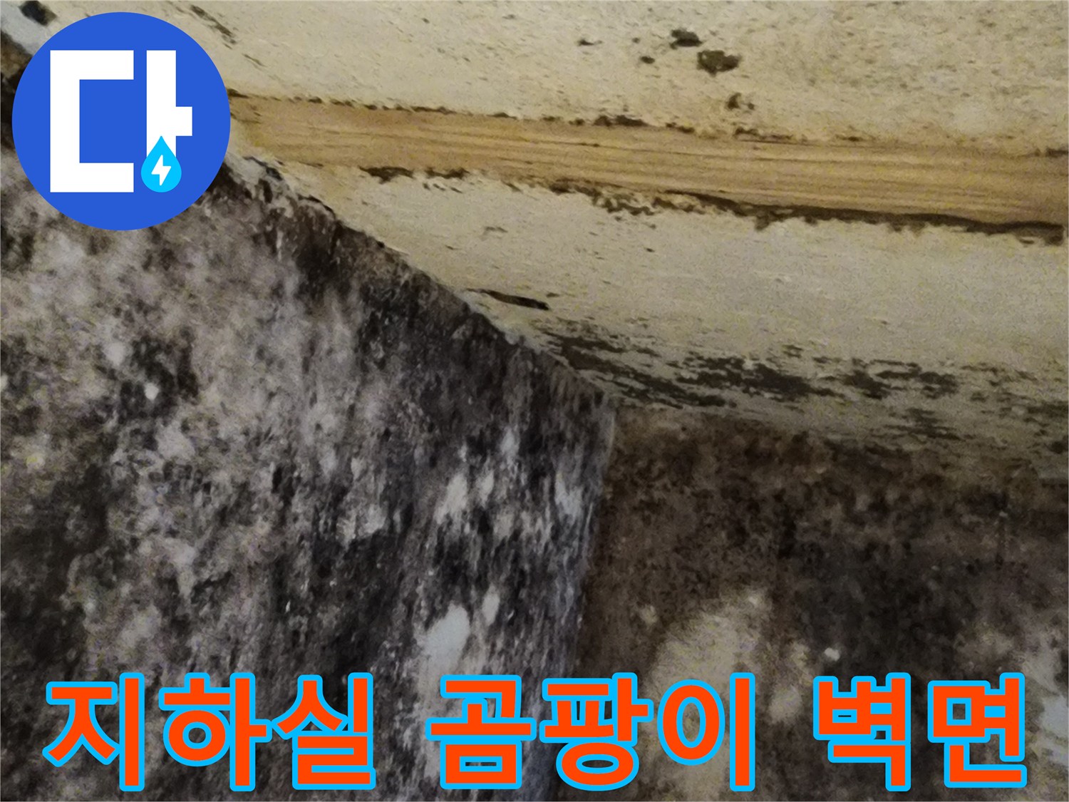 서초구 염곡동 지하실-벽면과 바닥에 광범위하게 퍼진 곰팡이와 습기 상태