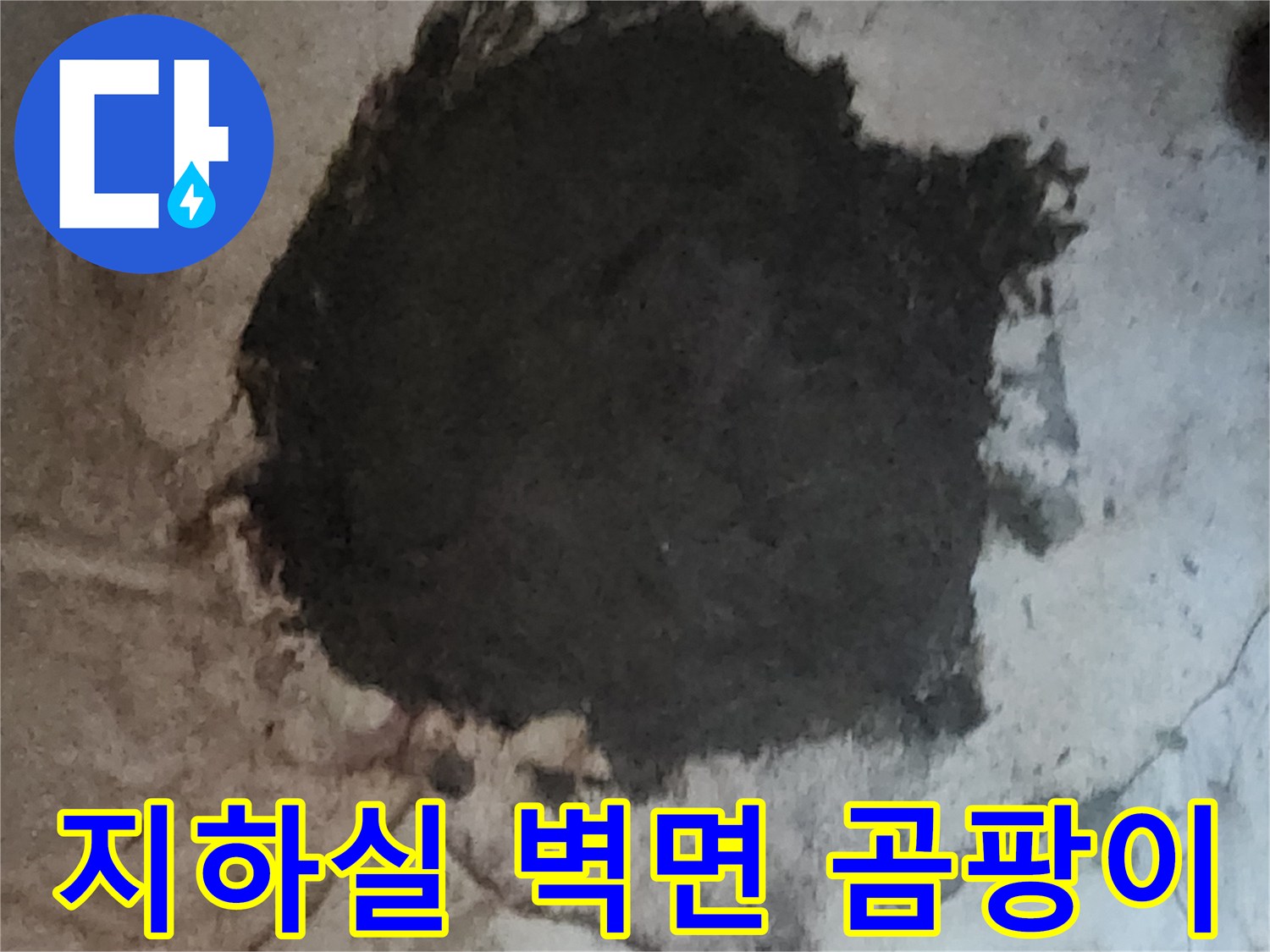 서초구 염곡동 지하실 벽면에 광범위하게 발생한 곰팡이와 습기 상태