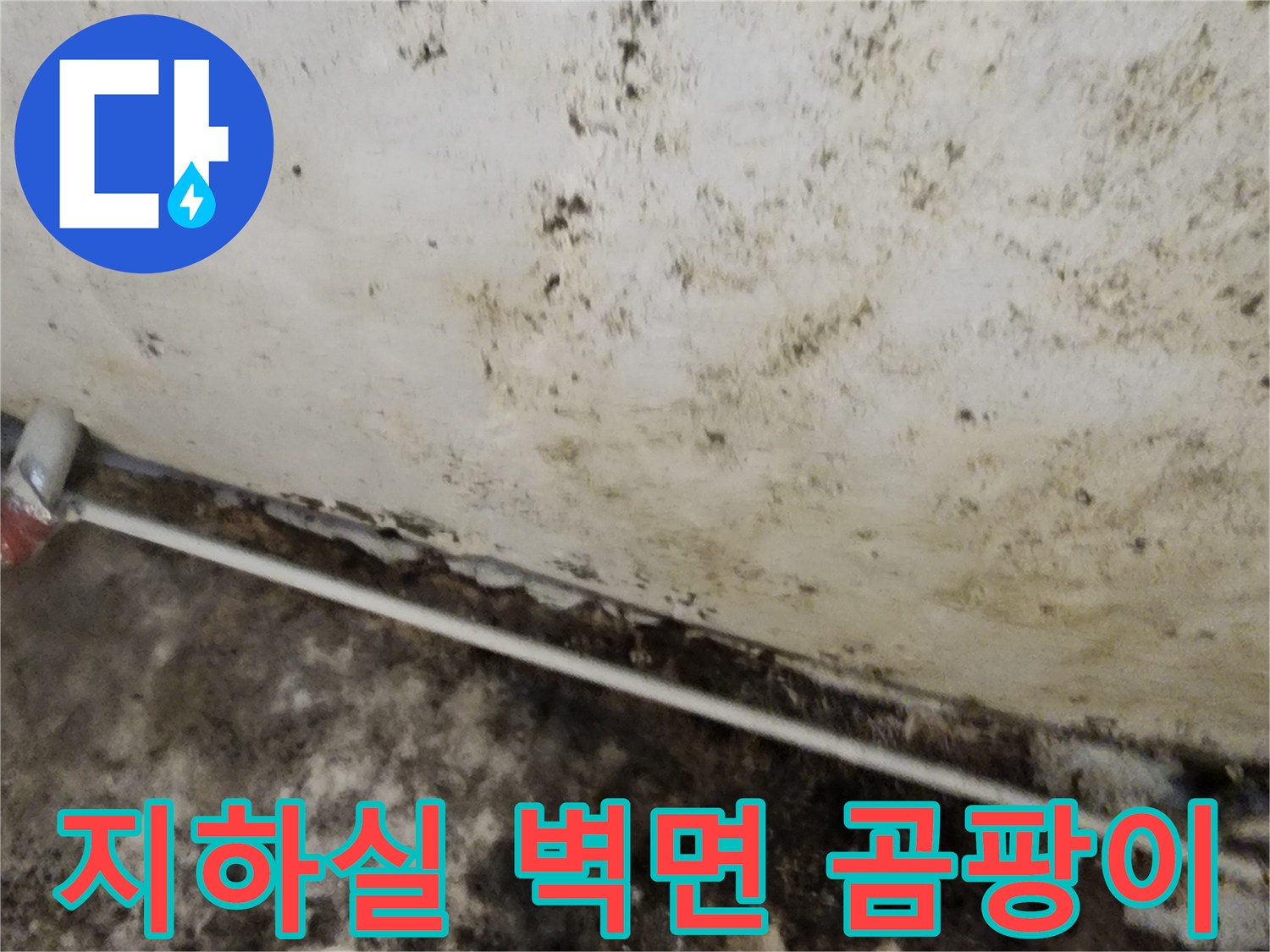서초구 염곡동 지하실-벽면에 퍼진 검은 곰팡이와 습한 상태