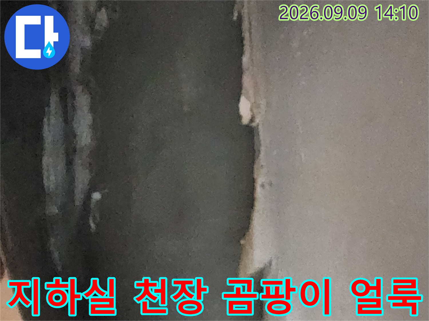 서초구 염곡동 지하실-천장면의 심한 곰팡이와 들뜬 마감재 상태