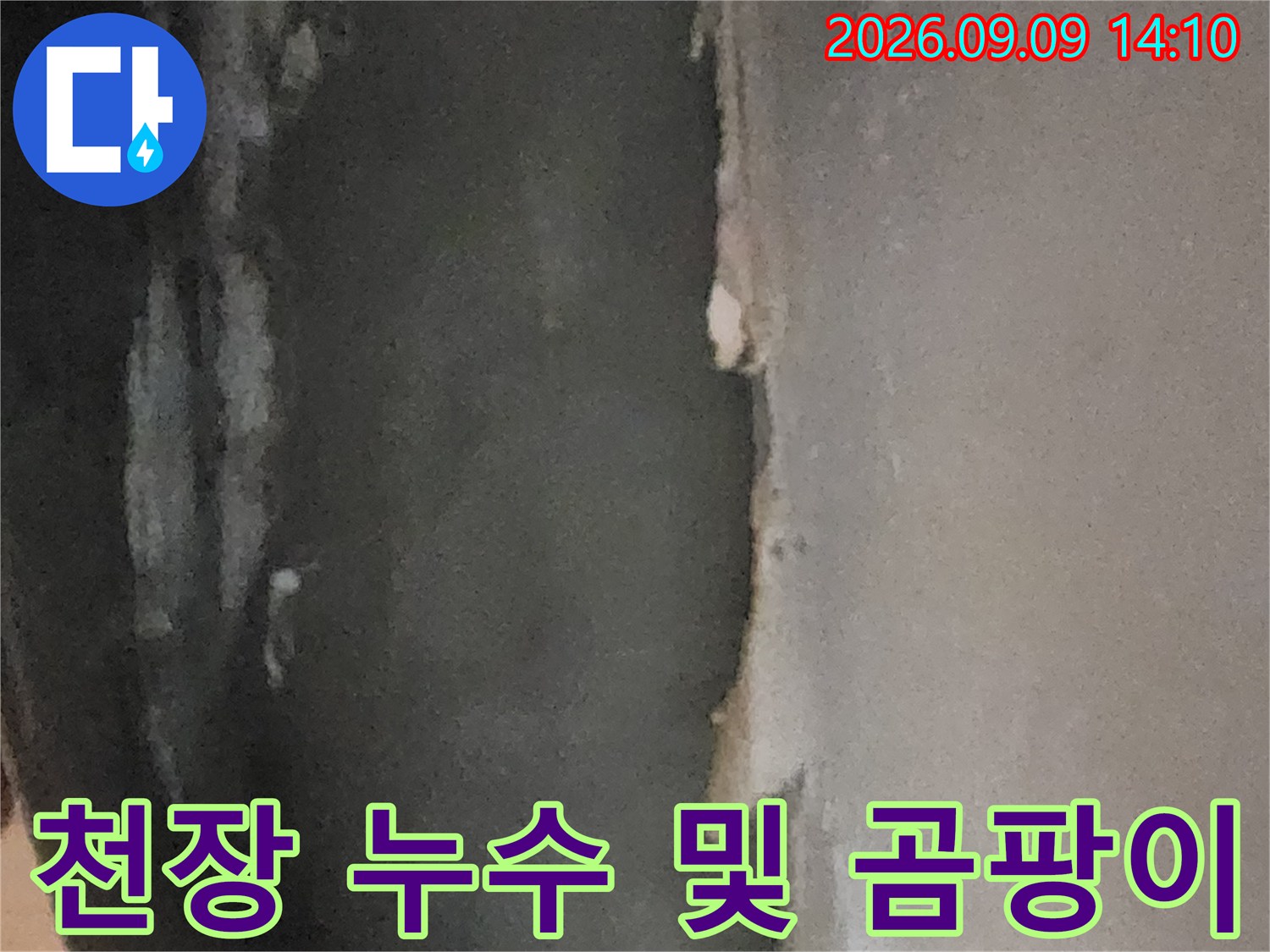 심한 곰팡이와 누수로 부식된 지하실 천장