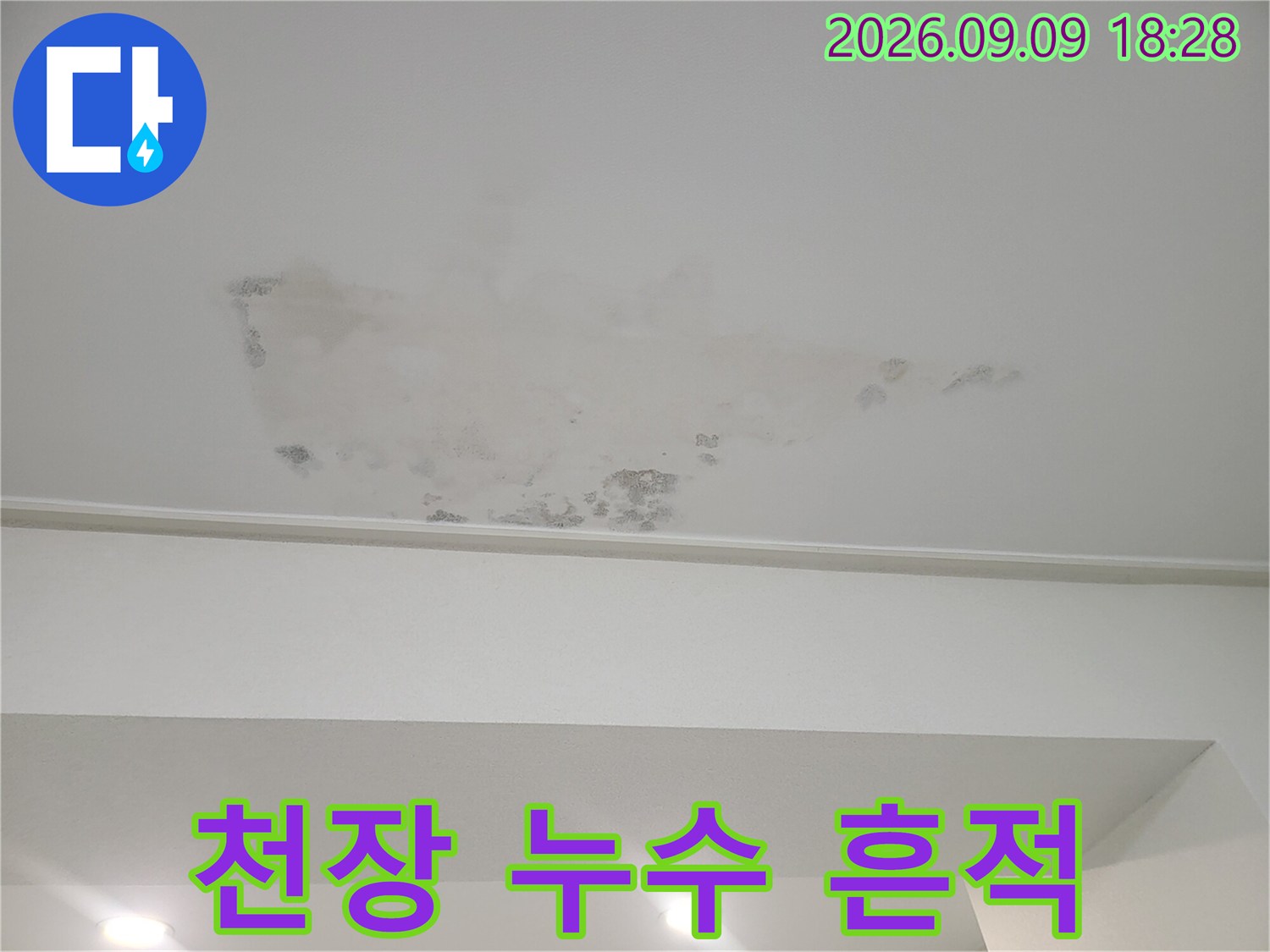 천장 도배지에 발생한 넓은 범위의 물 번짐과 어두운 얼룩입니다.